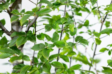 Carpinus betulus 'Fastigiata' stammbusch 4-6