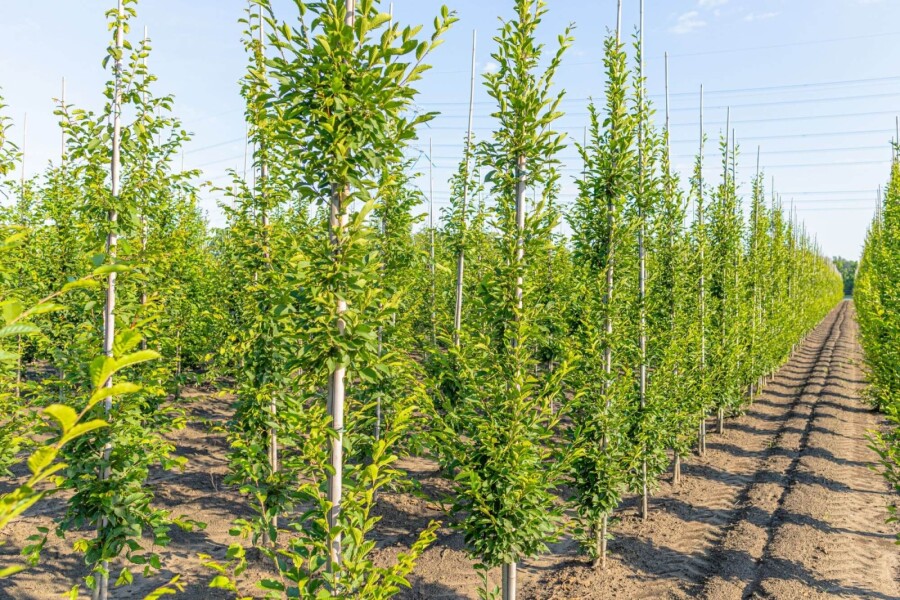 Carpinus betulus 'Fastigiata' BE 4-6 P/K Carpinus betulus 'Fastigiata' Stammbusch 4-6