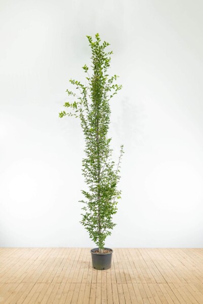 Carpinus betulus 'Fastigiata' Stammbusch Carpinus betulus 'Fastigiata' Stammbusch