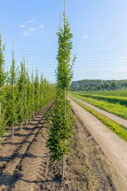 Carpinus betulus 'Fastigiata' stammbusch 4-6