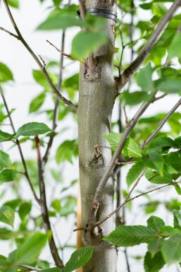 Carpinus betulus 'Fastigiata' stammbusch 4-6