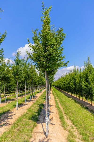 Carpinus betulus 'Frans Fontaine' Carpinus betulus 'Frans Fontaine'