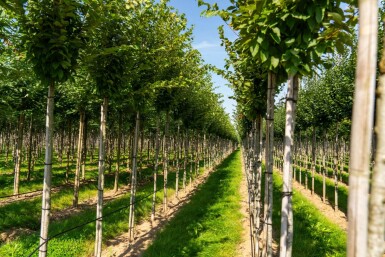 Carpinus betulus 'Frans Fontaine' hochstamm 10/12