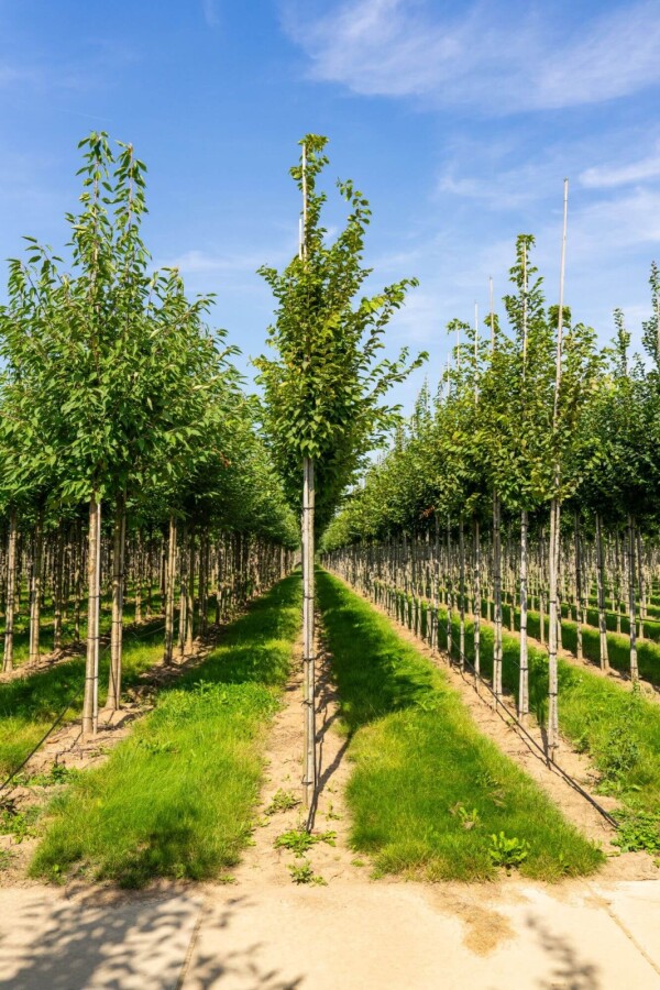 Carpinus 'Frans Fontaine' HO 10/12 P/K Carpinus betulus 'Frans Fontaine' Hochstamm 10/12