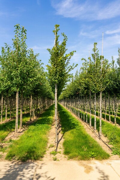 Carpinus betulus 'Frans Fontaine' Hochstamm Carpinus betulus 'Frans Fontaine' Hochstamm