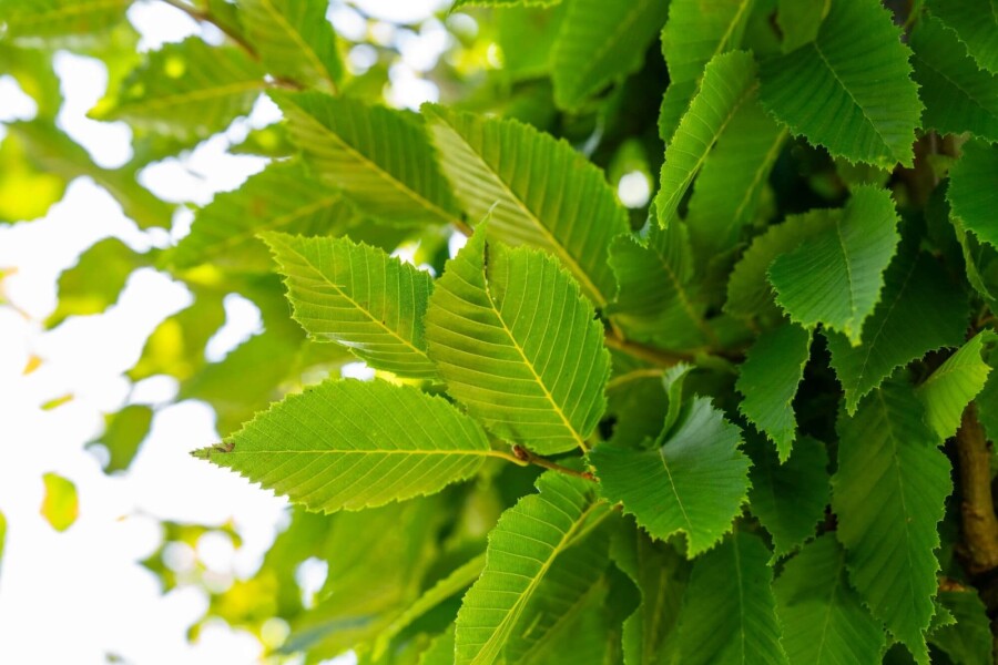 Carpinus 'Frans Fontaine' HO 10/12 P/K Carpinus betulus 'Frans Fontaine' Hochstamm 10/12