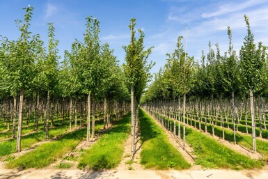 Carpinus 'Frans Fontaine' HO 10/12 P/K Carpinus betulus 'Frans Fontaine' Hochstamm 10/12