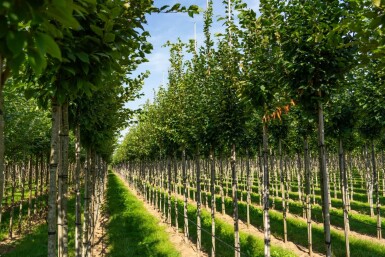 Carpinus betulus 'Frans Fontaine' hochstamm 10/12