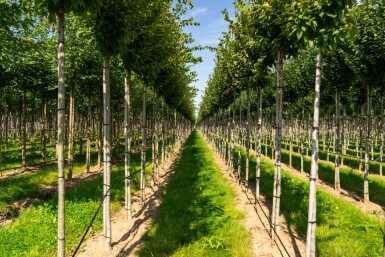 Carpinus 'Frans Fontaine' HO 10/12 P/K Carpinus betulus 'Frans Fontaine' Hochstamm 10/12