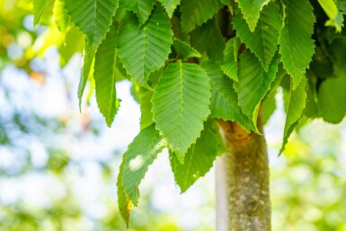 Carpinus 'Frans Fontaine' HO 10/12 P/K Carpinus betulus 'Frans Fontaine' Hochstamm 10/12