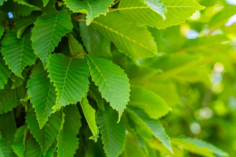 Carpinus 'Frans Fontaine' HO 10/12 P/K Carpinus betulus 'Frans Fontaine' Hochstamm 10/12