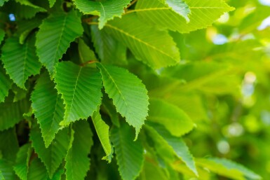 Carpinus 'Frans Fontaine' HO 10/12 P/K Carpinus betulus 'Frans Fontaine' Hochstamm 10/12