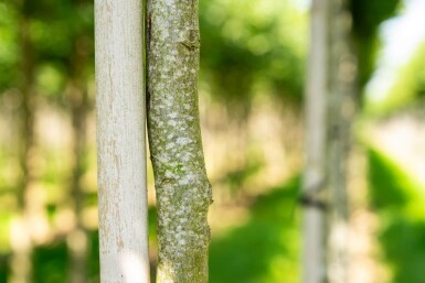 Carpinus betulus 'Frans Fontaine' hochstamm 10/12