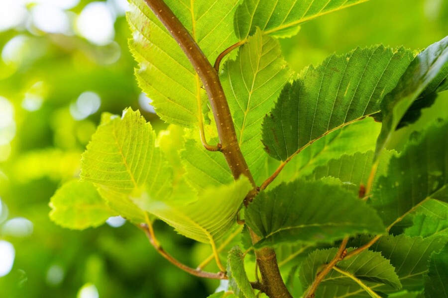 Carpinus 'Frans Fontaine' HO 10/12 P/K Carpinus betulus 'Frans Fontaine' Hochstamm 10/12