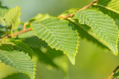 Carpinus betulus 'Frans Fontaine' hochstamm 10/12