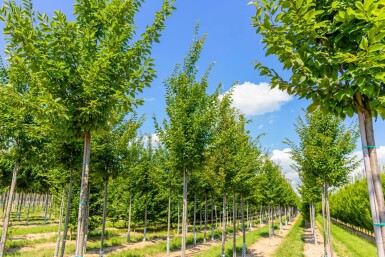 Carpinus 'Frans Fontaine' HO 10/12 P/K Carpinus betulus 'Frans Fontaine' Hochstamm 10/12