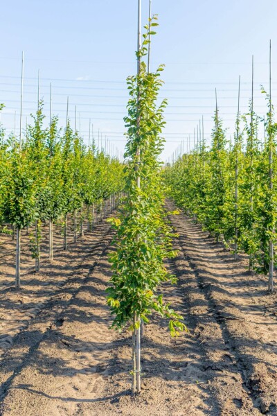 Carpinus betulus 'Frans Fontaine' stammbusch