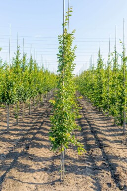 Carpinus 'Frans Fontaine' BE 10/12 P/K Carpinus betulus 'Frans Fontaine' Stammbusch 10/12