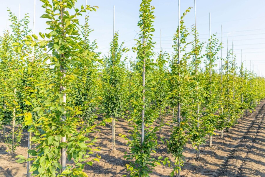 Carpinus 'Frans Fontaine' BE 10/12 P/K Carpinus betulus 'Frans Fontaine' Stammbusch 10/12