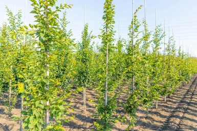 Carpinus betulus 'Frans Fontaine' stammbusch 10/12