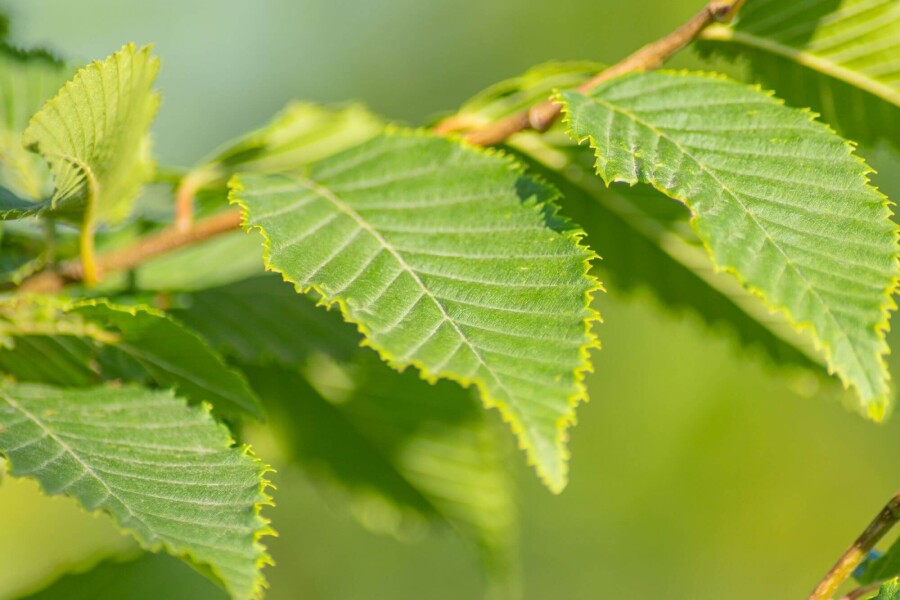 Carpinus 'Frans Fontaine' BE 10/12 P/K Carpinus betulus 'Frans Fontaine' Stammbusch 10/12