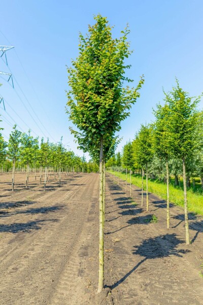 Carpinus betulus 'Lucas' Carpinus betulus 'Lucas'