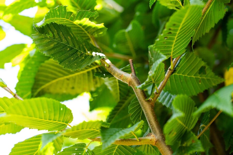 Carpinus betulus 'Lucas' Carpinus betulus 'Lucas'