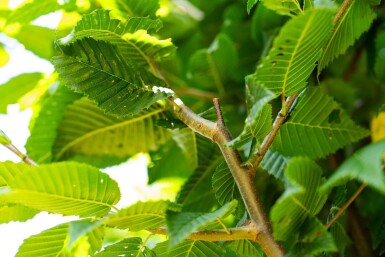 Carpinus betulus 'Lucas' Carpinus betulus 'Lucas'