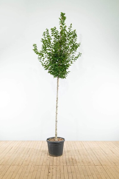 Carpinus betulus 'Lucas' Hochstamm Carpinus betulus 'Lucas' Hochstamm