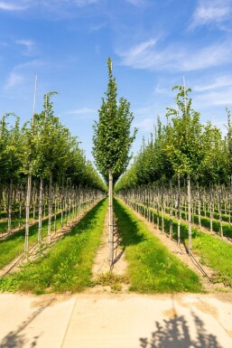 Carpinus betulus 'Lucas' hochstamm 10/12