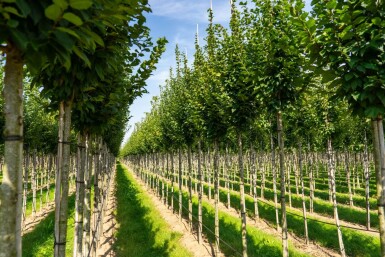 Carpinus betulus 'Lucas' hochstamm 10/12