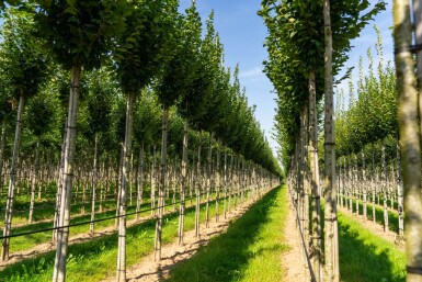 Carpinus betulus 'Lucas' hochstamm 10/12