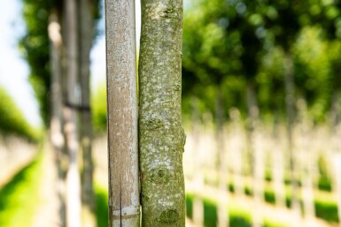 Carpinus betulus 'Lucas' hochstamm 10/12