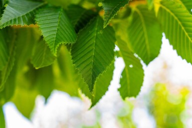 Carpinus betulus 'Lucas' hochstamm 10/12