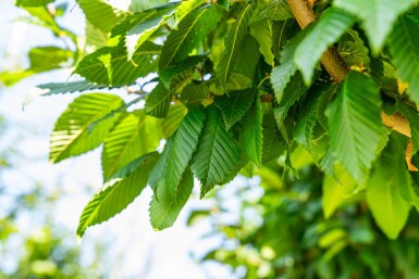 Carpinus betulus 'Lucas' hochstamm 10/12