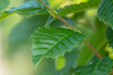 Carpinus betulus 'Lucas' BE 4-6 P/K Carpinus betulus 'Lucas' Stammbusch 4-6
