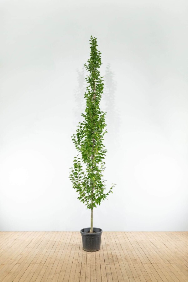 Carpinus betulus 'Lucas' BE 4-6 P/K Carpinus betulus 'Lucas' Stammbusch 4-6