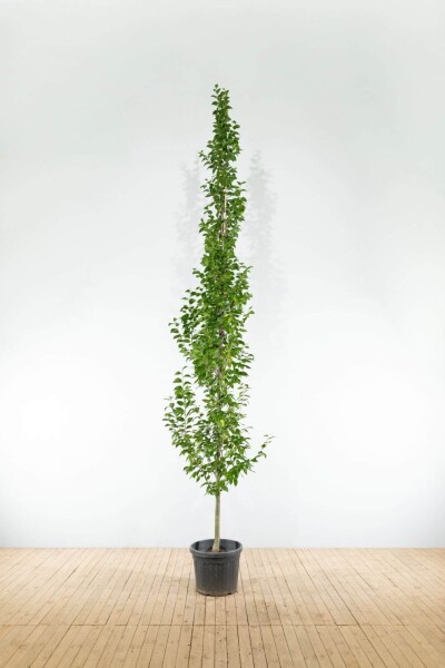 Carpinus betulus 'Lucas' Stammbusch Carpinus betulus 'Lucas' Stammbusch