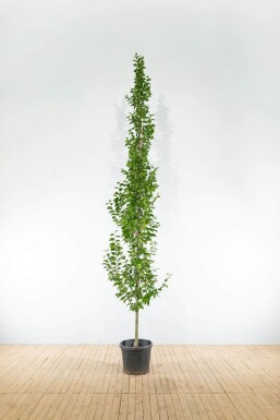 Carpinus betulus 'Lucas' BE 4-6 P/K Carpinus betulus 'Lucas' Stammbusch 4-6