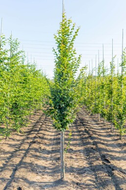 Carpinus betulus 'Lucas' BE 4-6 P/K Carpinus betulus 'Lucas' Stammbusch 4-6