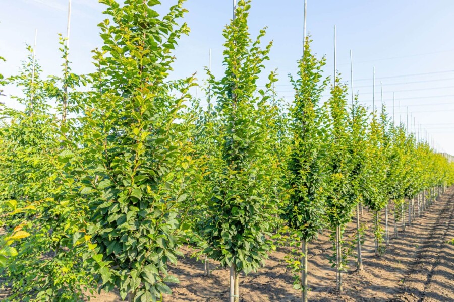 Carpinus betulus 'Lucas' BE 4-6 P/K Carpinus betulus 'Lucas' Stammbusch 4-6