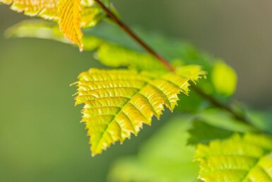 Carpinus betulus 'Lucas' BE 4-6 P/K Carpinus betulus 'Lucas' Stammbusch 4-6