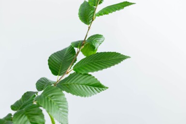 Carpinus betulus 'Lucas' BE 4-6 P/K Carpinus betulus 'Lucas' Stammbusch 4-6