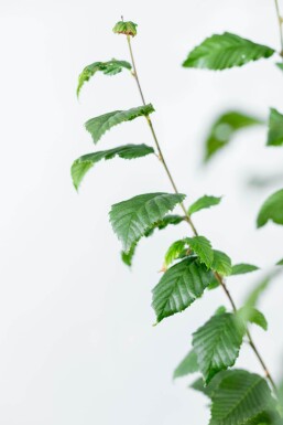 Carpinus betulus 'Lucas' BE 4-6 P/K Carpinus betulus 'Lucas' Stammbusch 4-6