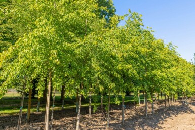 Acer buergerianum