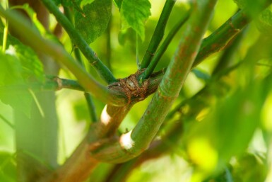 Acer buergerianum mehrstämmig 200-250