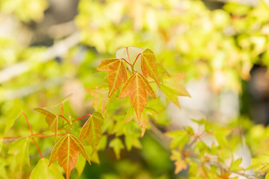 Acer buergerianum ME 200-250 P/K Acer buergerianum Mehrstämmig 200-250
