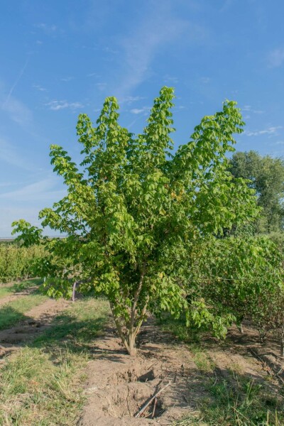 Acer buergerianum meerstammig