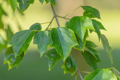 Acer buergerianum ME 200-250 P/K Acer buergerianum Mehrstämmig 200-250