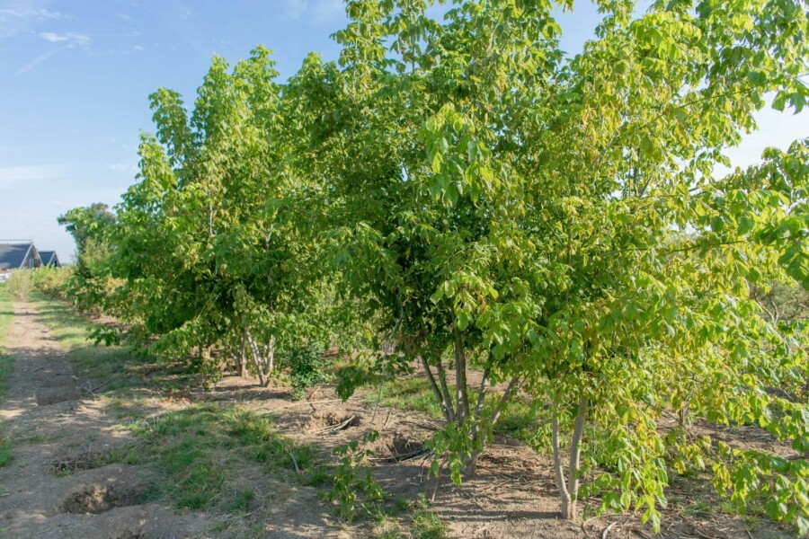 Acer buergerianum ME 200-250 P/K Acer buergerianum Mehrstämmig 200-250